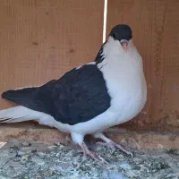 صید|پرنده|بجنورد, |دیوار