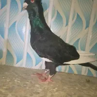 کبوتر