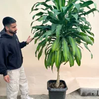 گیاهان اپارتمانی لوکس و مقاوم|گل و گیاه طبیعی|کن, |دیوار