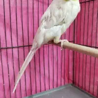 عروس هلندی دستی لوتینو ماده|پرنده|لنجان, |دیوار