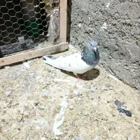 کبوتر|پرنده|بروجرد, |دیوار