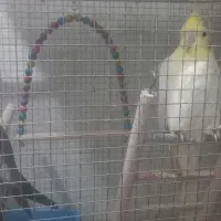 پرنده تزئینی