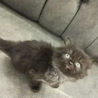 فروش گربه نژاد دار|گربه|گرگان, |دیوار