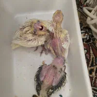 عروس هلندی وسایل
