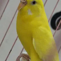 مرغ عشق هلندی