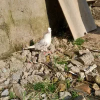 معاوظه با ۱خروس|پرنده|رشت, فرودگاه سردار جنگل رشت|دیوار