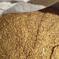 گندم بذری اذر۲