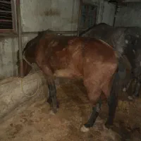 اسب کاسپین نریان باری سواری|اسب و تجهیزات اسبسواری|رویان, |دیوار