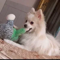 سگ پامر روباهی ماده سایز ریز