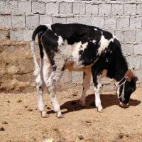 گوساله ماده