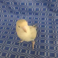 توجه توجه ی طوطی برزیلی گمشده|پرنده|قنوات, |دیوار