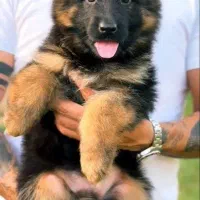 سگ سراب سگ‌ پژدر و ژرمن شپرد|سگ|ماهدشت, |دیوار