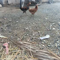 دو عدد تیش و خروس