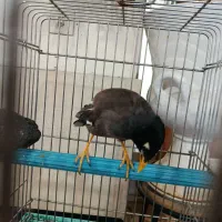 مرغ مینا ماده تخم گذار