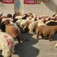 گوسفندوبره عربی چاق چاق((همراه باقصاب رایگان))|حیوانات مزرعه|اهواز, زیباشهر|دیوار