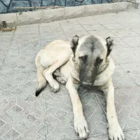 سگ سرابی گمشده یابنده/ مژدگانی|سگ|رباط‌کریم, رباط‌کریم|دیوار