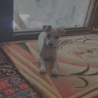 سگ شیتزو پاکوتاه نر