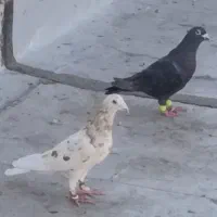 کفتر یا کبوتر|پرنده|اقبالیه, |دیوار