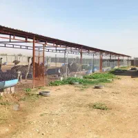فروش ۶0000 هزار متر مزرعه پرورش شترمرغ فسا|فروش دفتر صنعتی، کشاورزی، تجاری|شیراز, قدوسی شرقی|دیوار