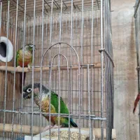 جفت گرینچیک مولد نرمال یلو ساید