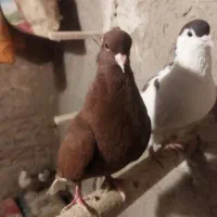 کبوتر|پرنده|تربت‌حیدریه, قاسم آباد|دیوار