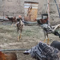 مرغ بوقلمون|حیوانات مزرعه|فاریاب, |دیوار