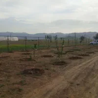 کندن چاله وامور باغبانی|خدمات باغبانی و درختکاری|اراک, |دیوار