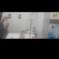 سگ گمشده نجف شهرمسکن مهرناصرخسروغربی