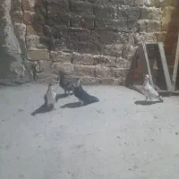 پرنده