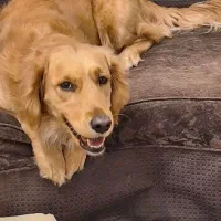 ماده گلدن رتریور|سگ|خضر آباد, |دیوار