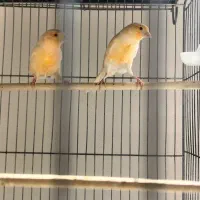 دوجفت قناری مست|پرنده|ملایر, |دیوار