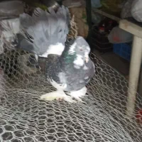 کبوتر ماده و نر  هردو پاپر  جفت 430 تومن