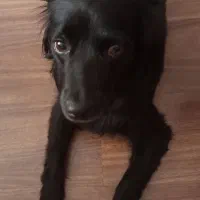 اشپیز میکس بلک کمیاب