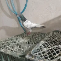 تعدادی کبوتر پرش سنگین .یک جفت پلاکی
