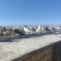 یک چخ پرشی|پرنده|مشهد, منزل آباد|دیوار