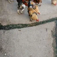 خروس و‌ مرغ جوان محلی|حیوانات مزرعه|سنگدوین, |دیوار