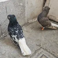 هفرنگ دم سفید و موشکی دم سفید