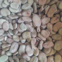 باقلا یا باقالی دزفولی بهترین جنس برا بذر