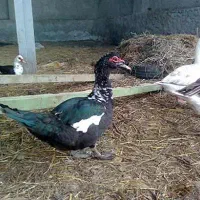 جوجه اردک مسکویی ۲ ماهه زیر پر