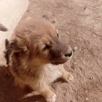 واگذاری توله سگ سرابی|سگ|یزد, |دیوار