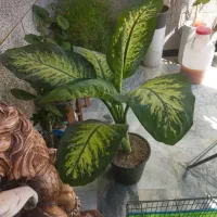 بابا ادم ومقداری گل