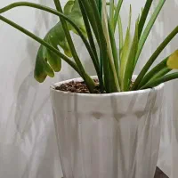 گل طبیعی|گل و گیاه طبیعی|تهران, شهرک چیتگر|دیوار