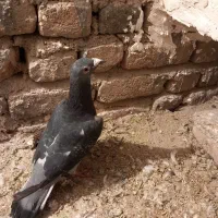 پلاکی قیچی ناسخت مال شهرستان دزفول