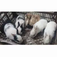 فروش خرگوش در سایزها و رنگ های مختلف