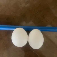 تخم مرغ نطفه دار