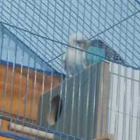 جفت مرغ عشق|پرنده|بم, |دیوار