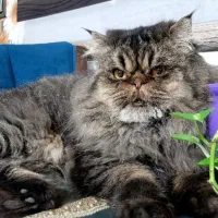 گربه پرشین نر|گربه|قزوین, |دیوار