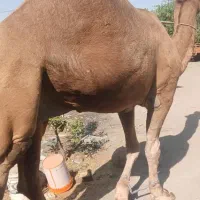 شتر نر محلی مخصوص داشت|حیوانات مزرعه|تخت, |دیوار