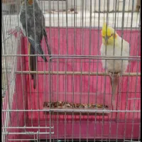 عروس هلندی|پرنده|مبارکه, |دیوار