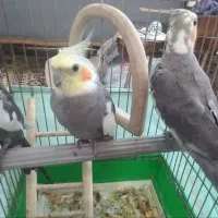 عروس هلندی ۳ عدد با قفس